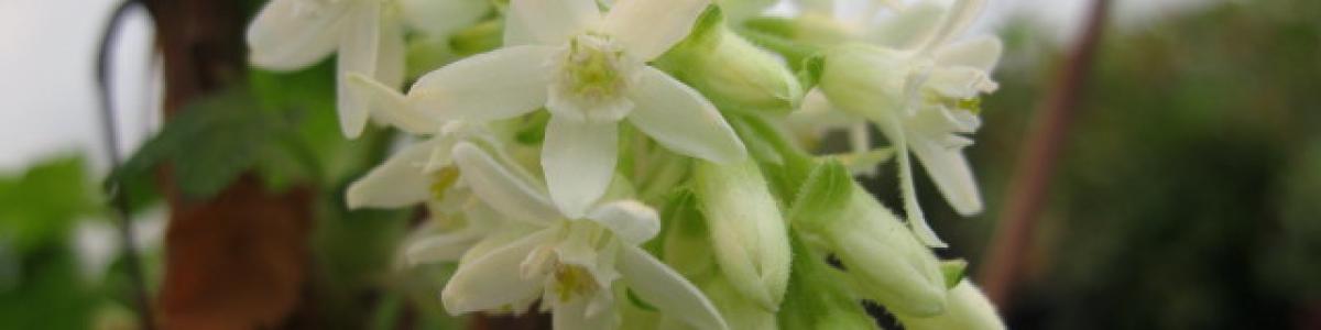 Oregon snowflake bred at OSU Oregon snowflake bred at OSU